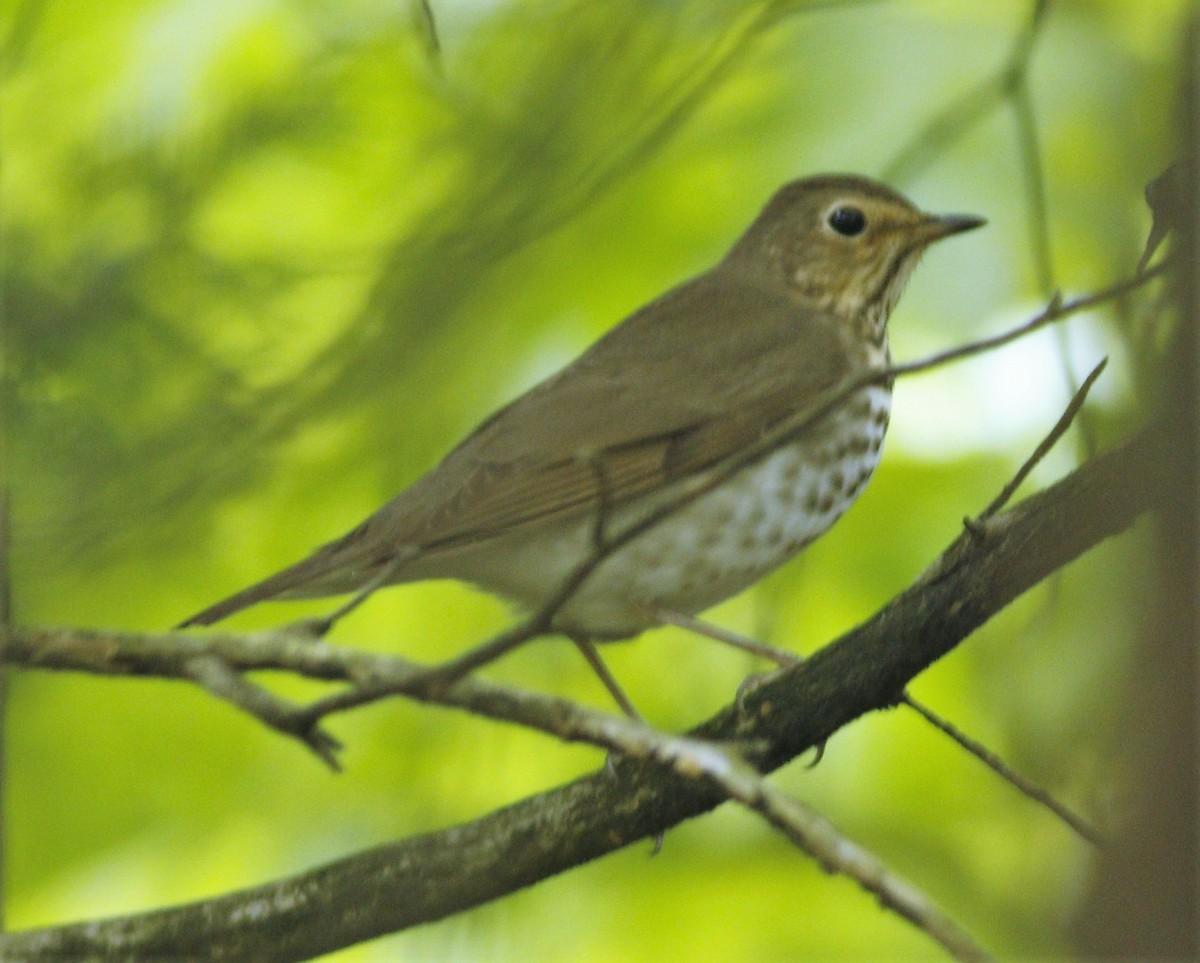 Swainson's Thrush - ML157318831