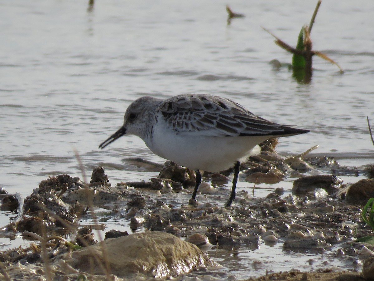 Sanderling - Alberto Gasquet Orradre