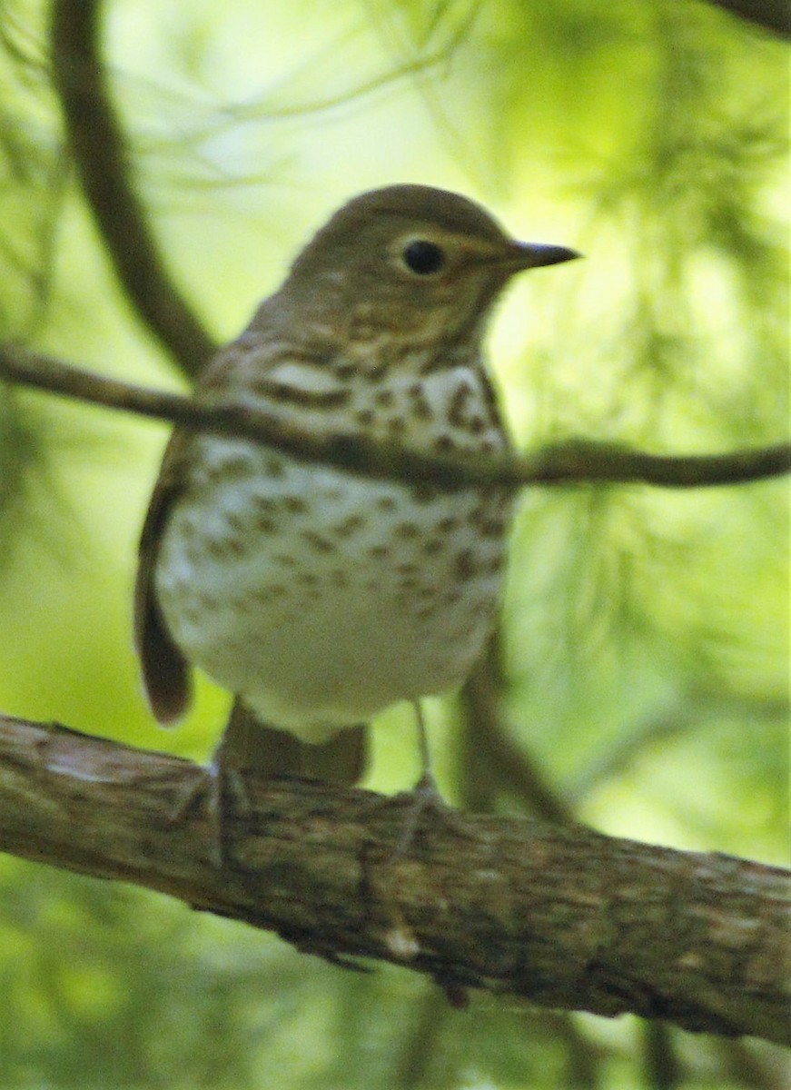 Swainson's Thrush - ML157319071