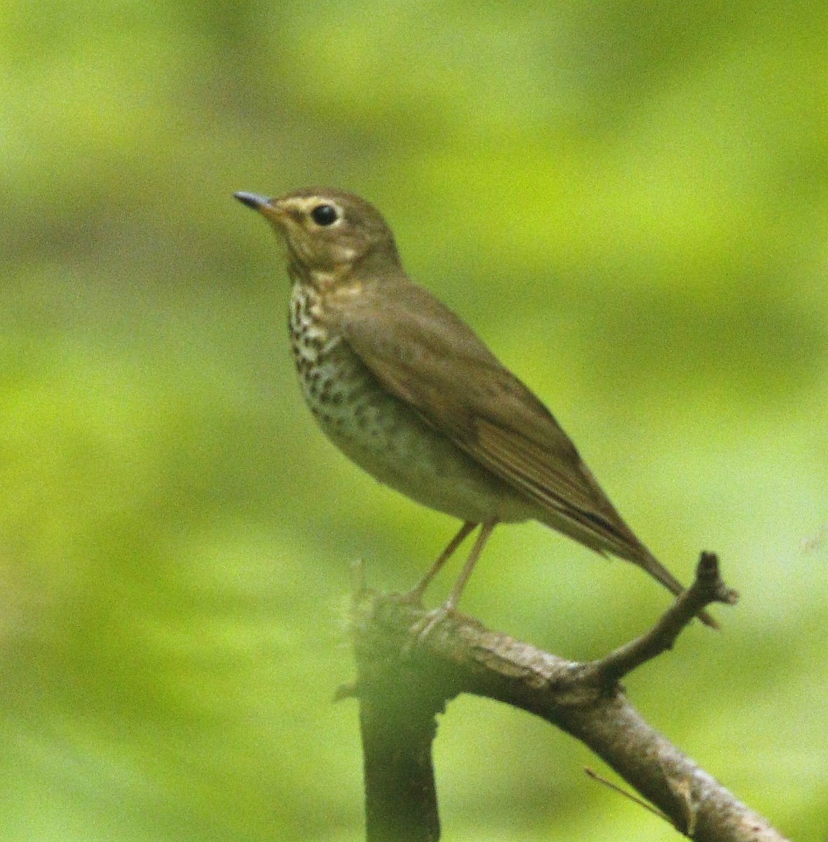 Swainson's Thrush - ML157319251