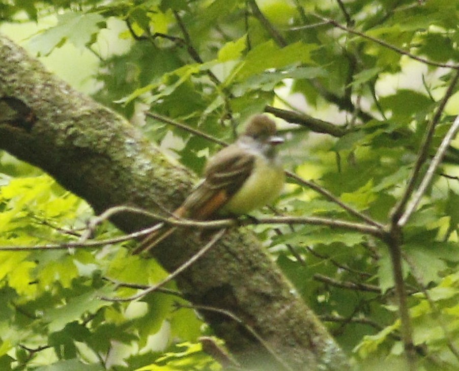 Great Crested Flycatcher - ML157319311