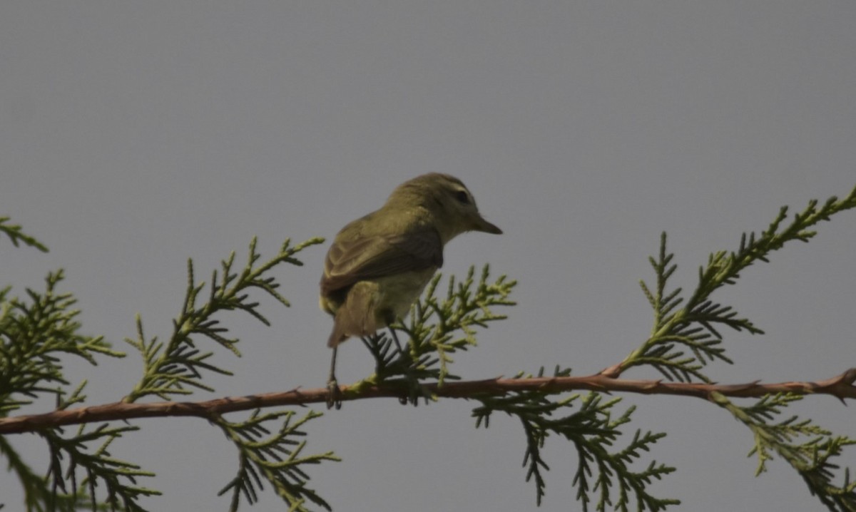 Warbling Vireo - ML157319371