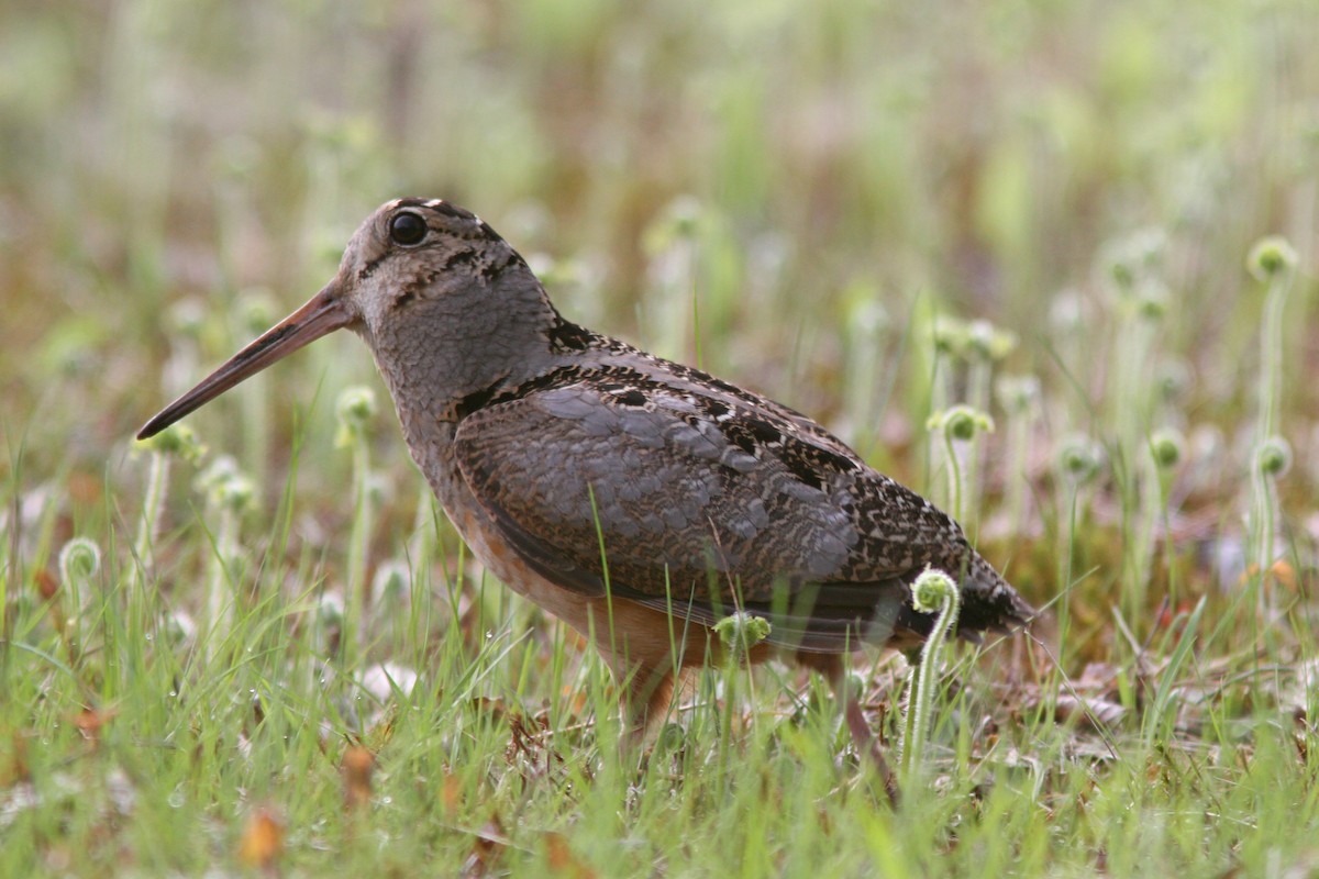 American Woodcock - ML157319741