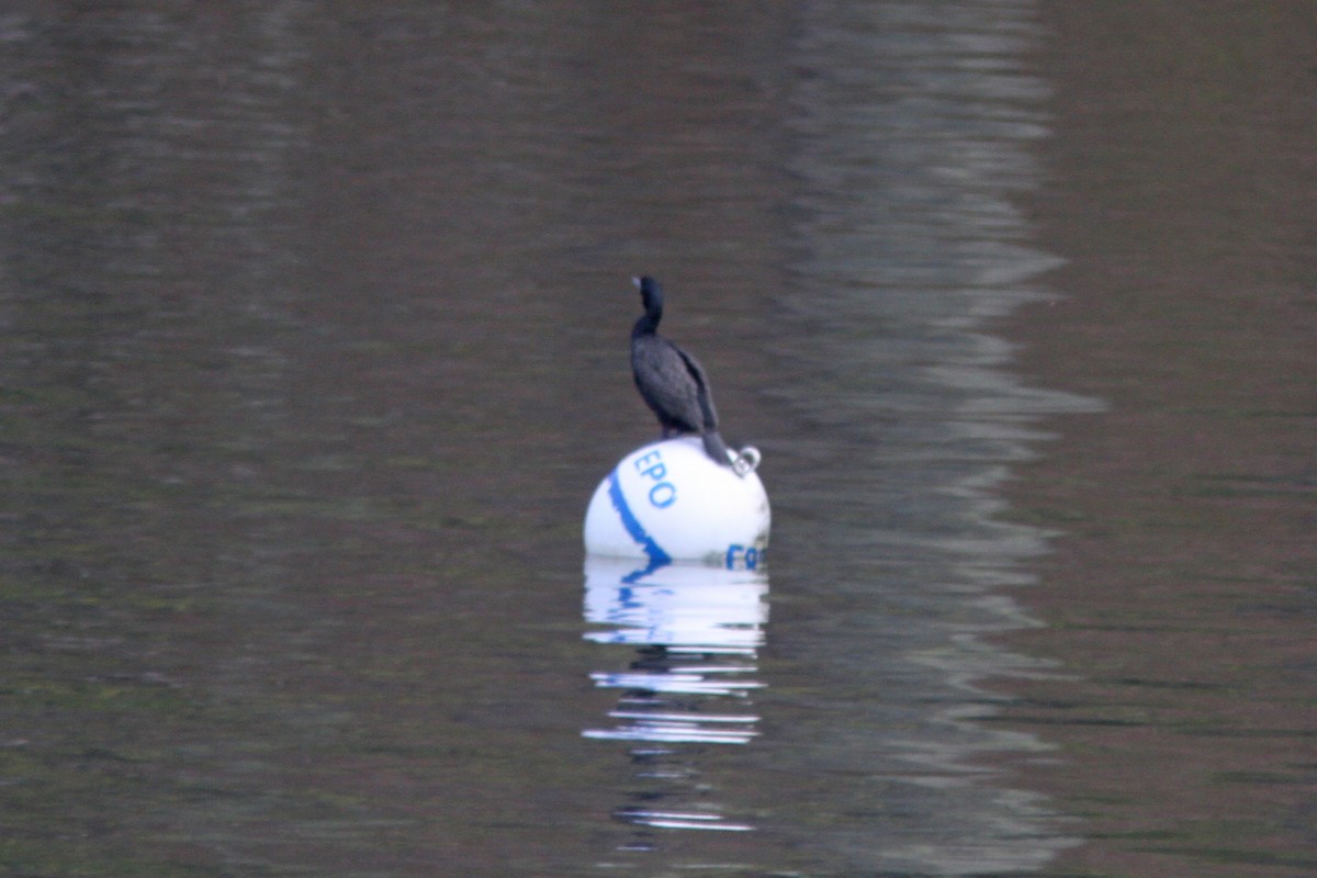 Double-crested Cormorant - ML157319881