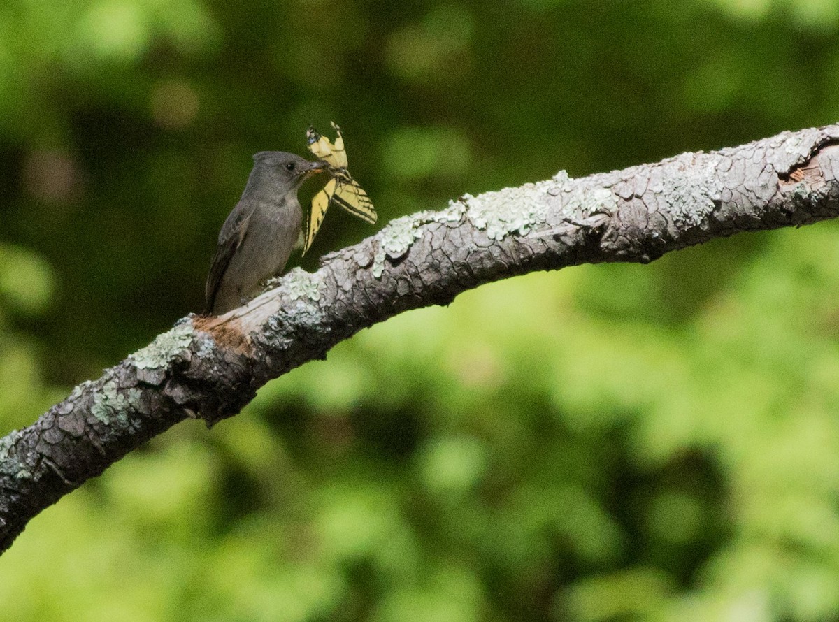 Greater Pewee - ML157320711