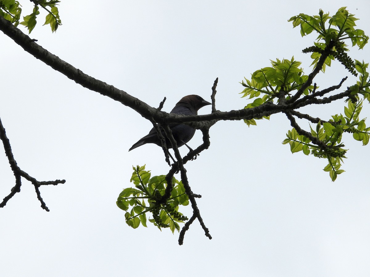 Brown-headed Cowbird - ML157322261