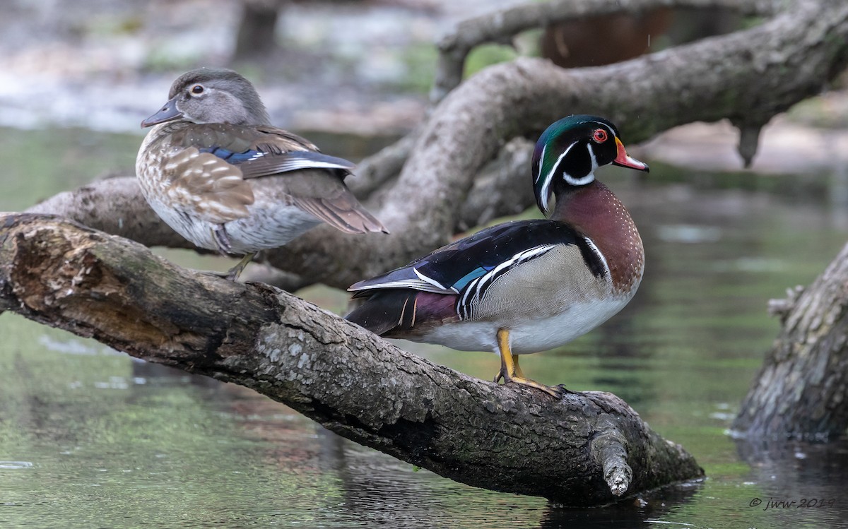 Wood Duck - Janey Woodley