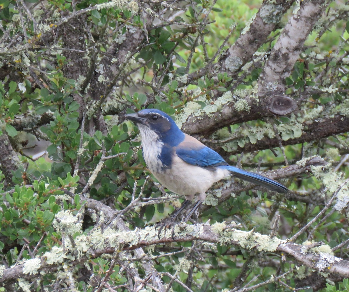 California Scrub-Jay - ML157323231