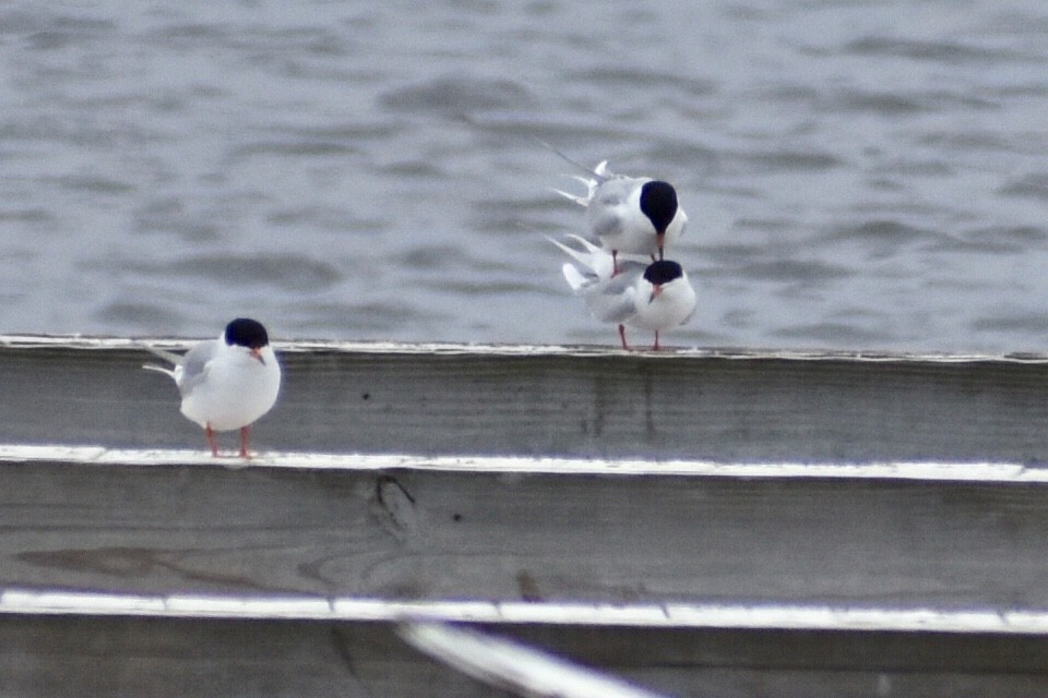 Forster's Tern - ML157324701