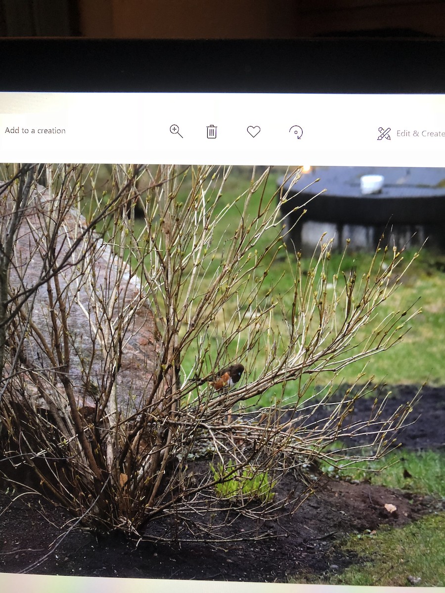 Eastern Towhee - ML157326161