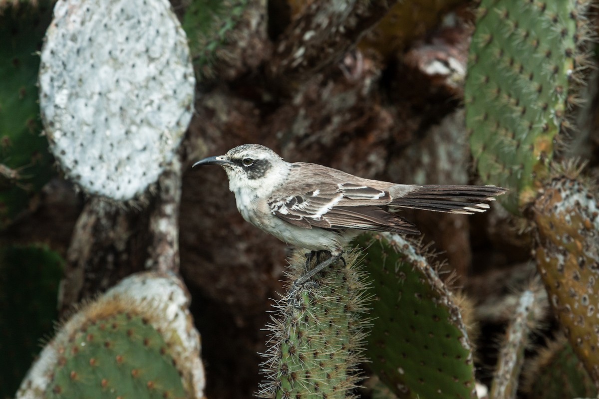 Moqueur des Galapagos - ML157326871