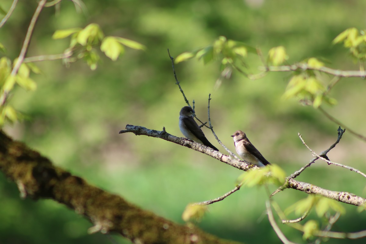 Hirondelle à ailes hérissées - ML157326941