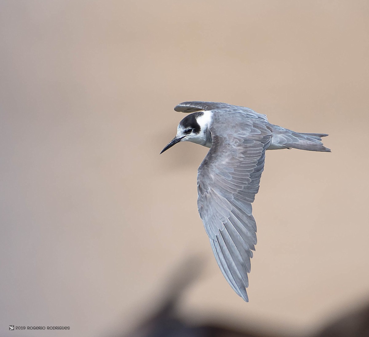 Black Tern - ML157327001