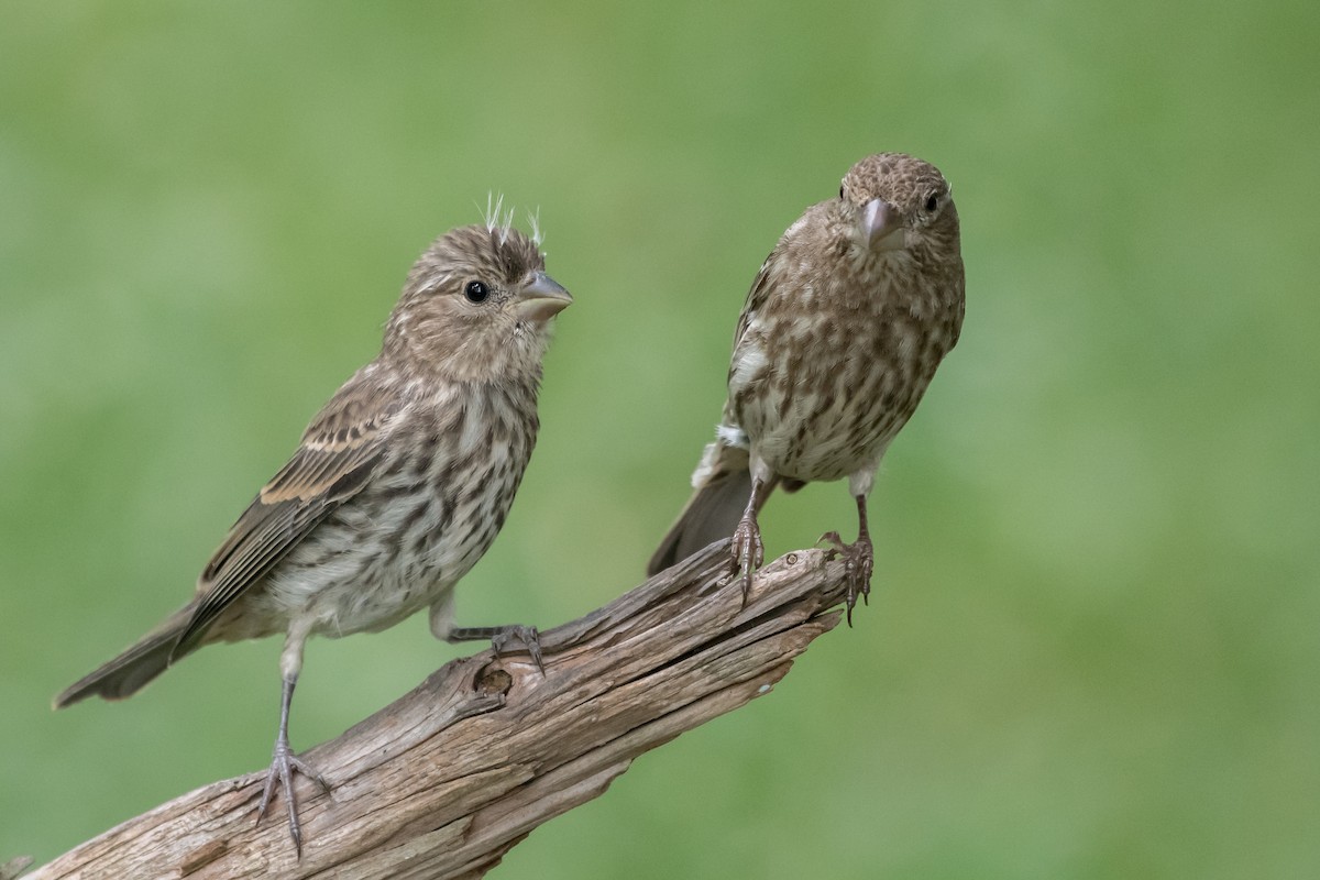 House Finch - Mike Stewart 🦅