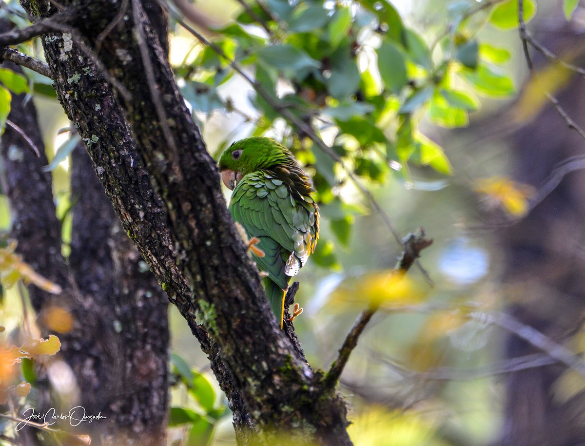 Pacific Parakeet - Carlos Quezada