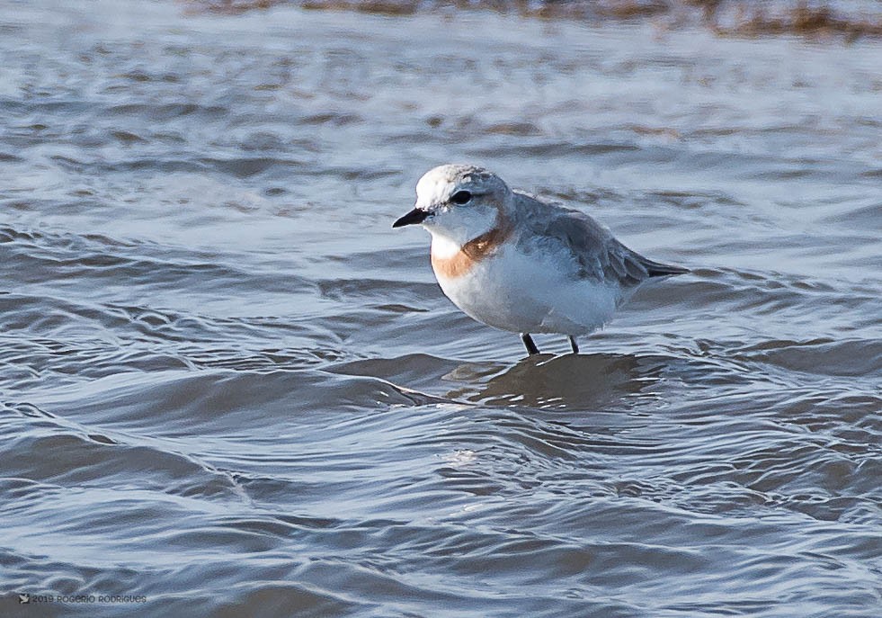 Chestnut-banded Plover - Rogério Rodrigues