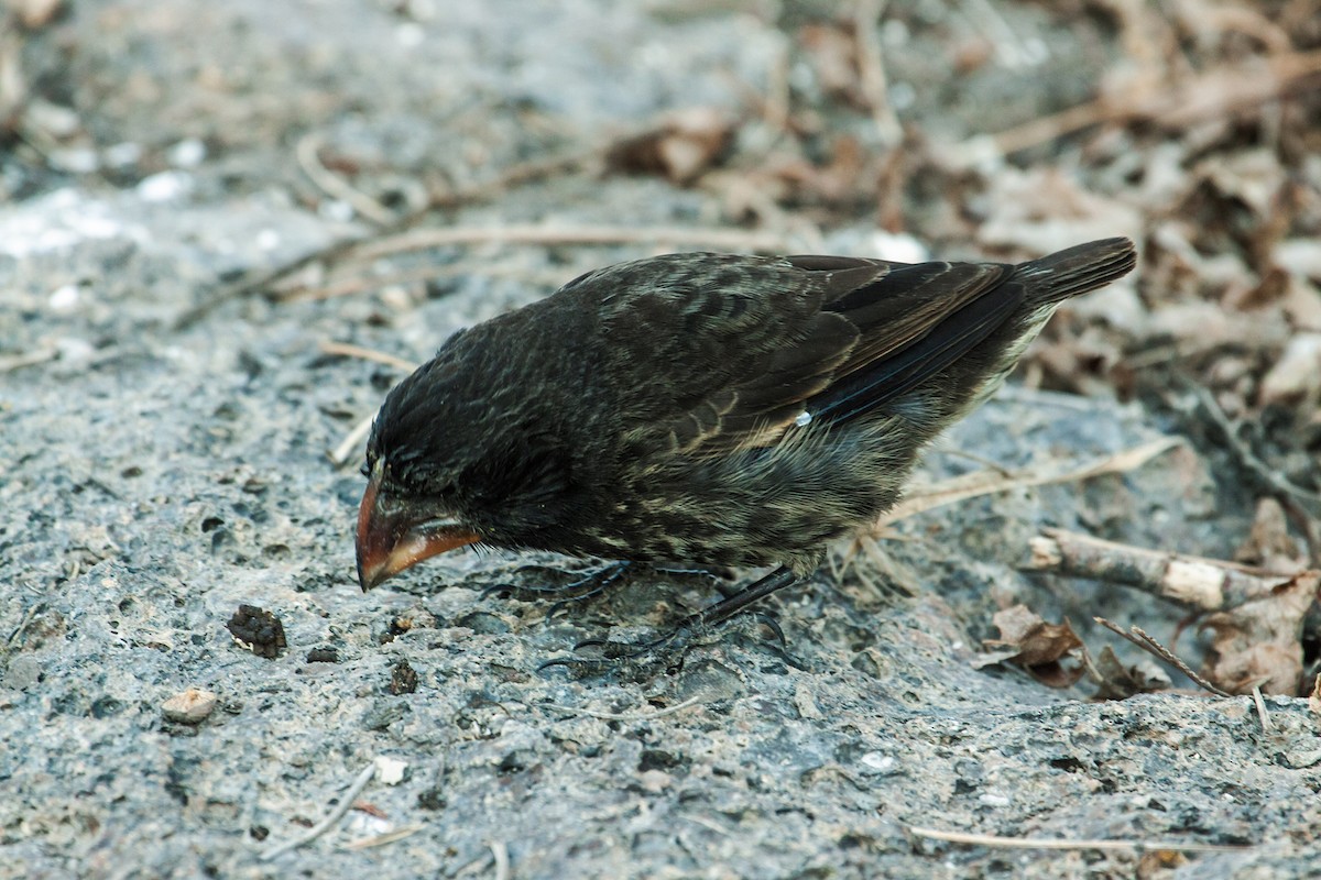 Großschnabel-Grundfink - ML157330341