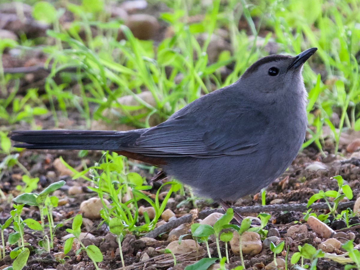 Gray Catbird - ML157330451