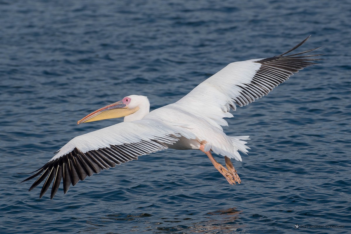 Great White Pelican - Rogério Rodrigues