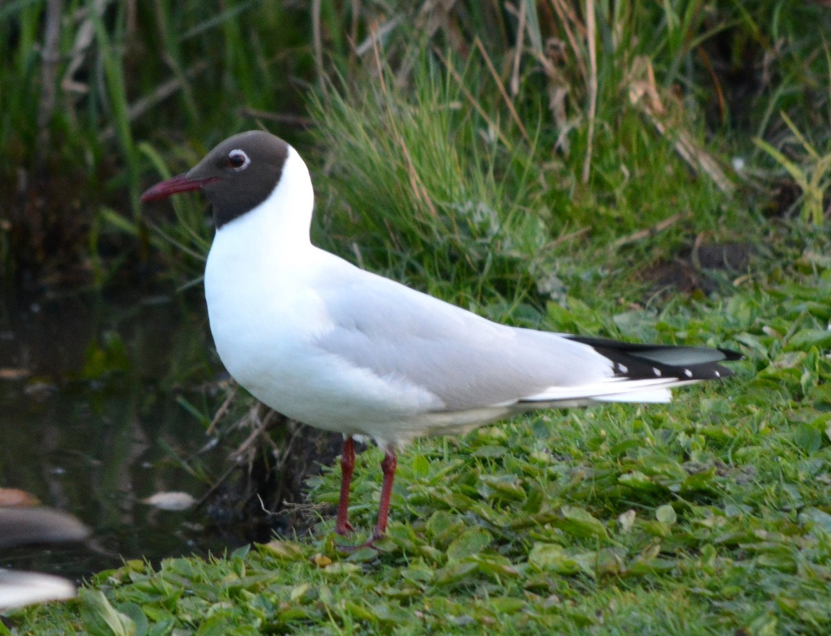 Black-headed Gull - ML157331811