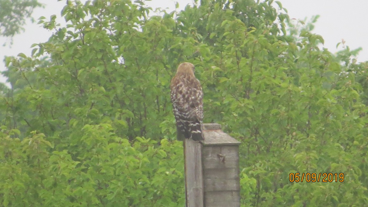 Red-shouldered Hawk - JOHN KIRK