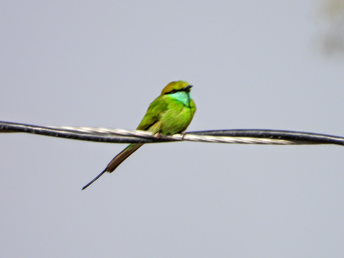 Asian Green Bee-eater - ML157332071