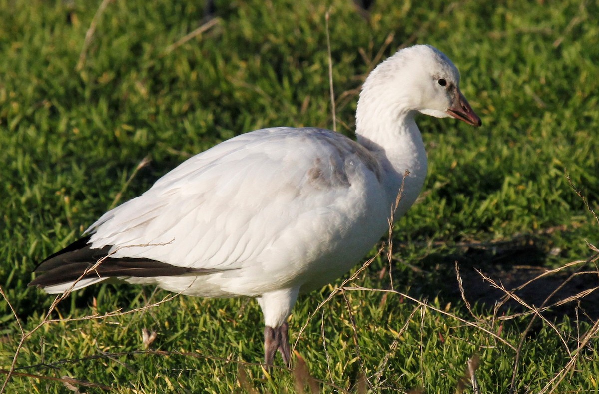 Ross's Goose - ML157332491