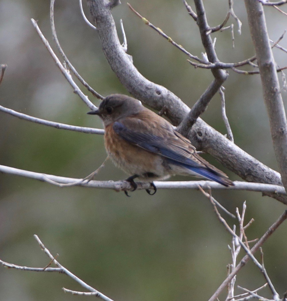 Western Bluebird - ML157332511