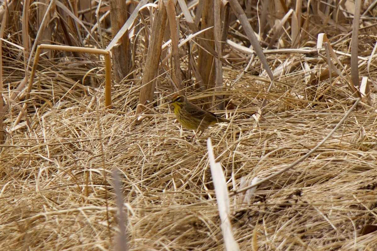 Paruline à couronne rousse - ML157333591