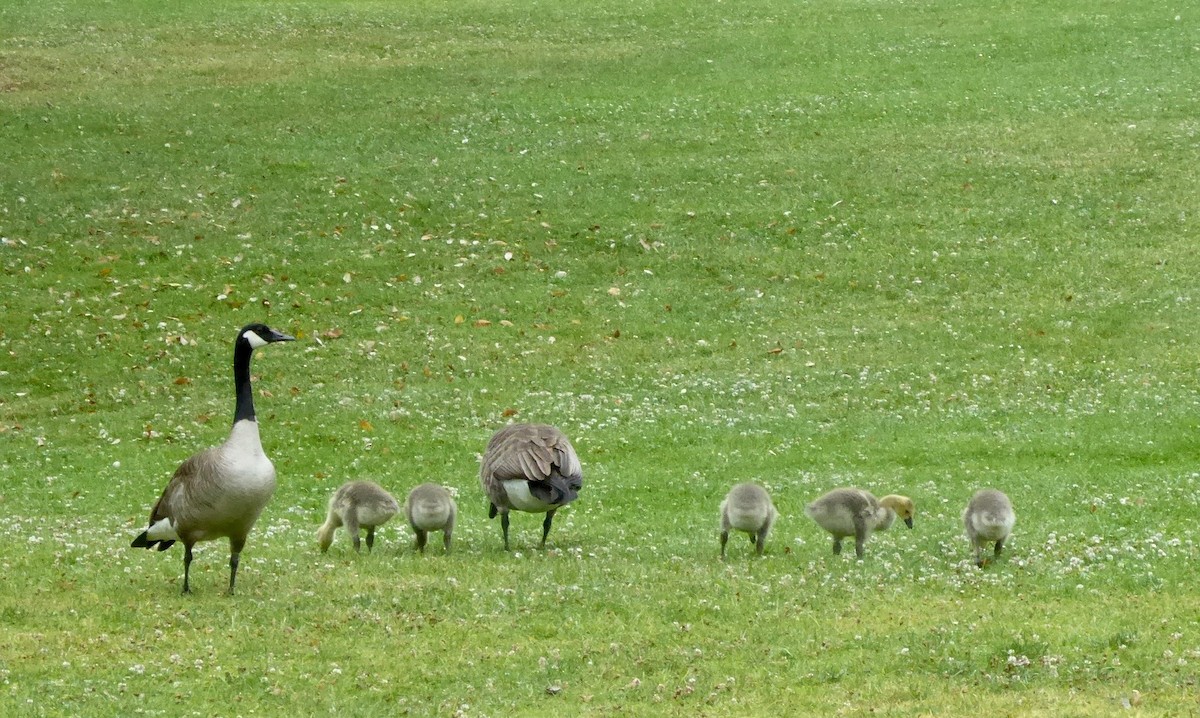 Canada Goose - ML157333731