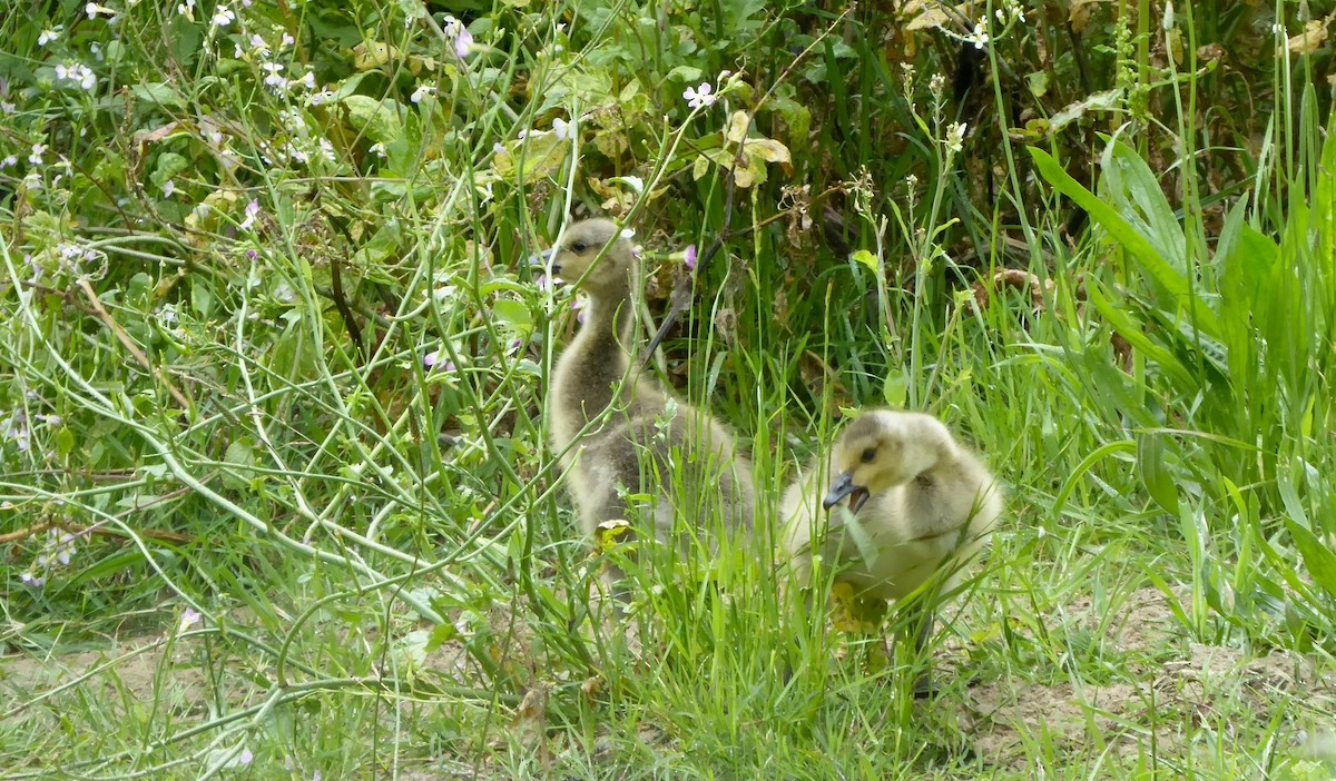 Canada Goose - ML157333741