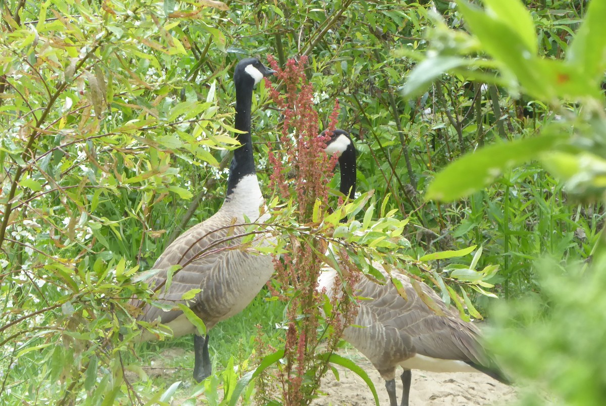 Canada Goose - ML157333751