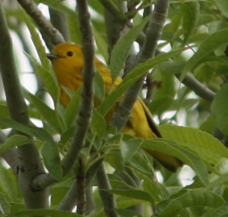 Yellow Warbler - Cathy Cox