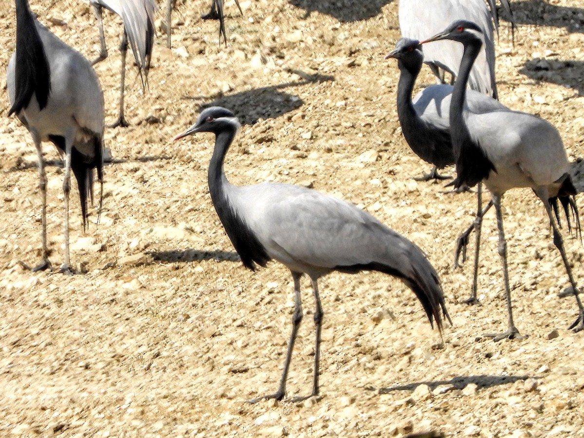 Demoiselle Crane - ML157334141