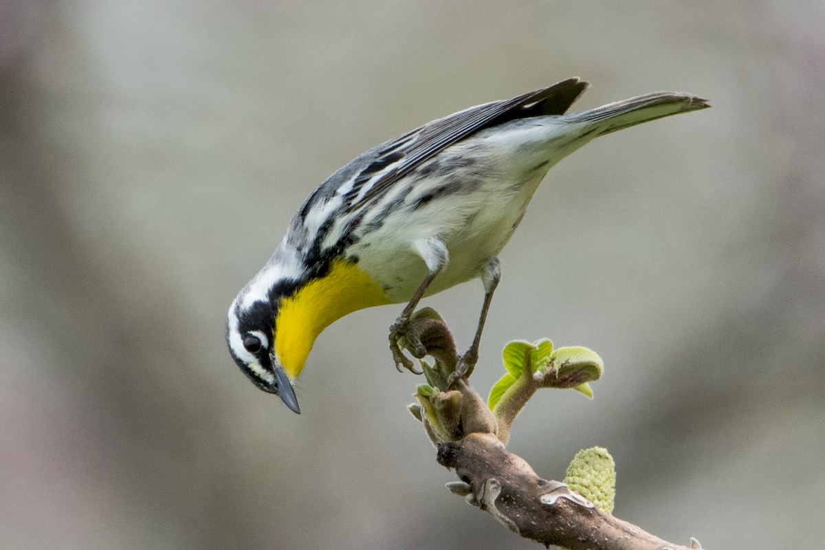 Yellow-throated Warbler - Sue Barth