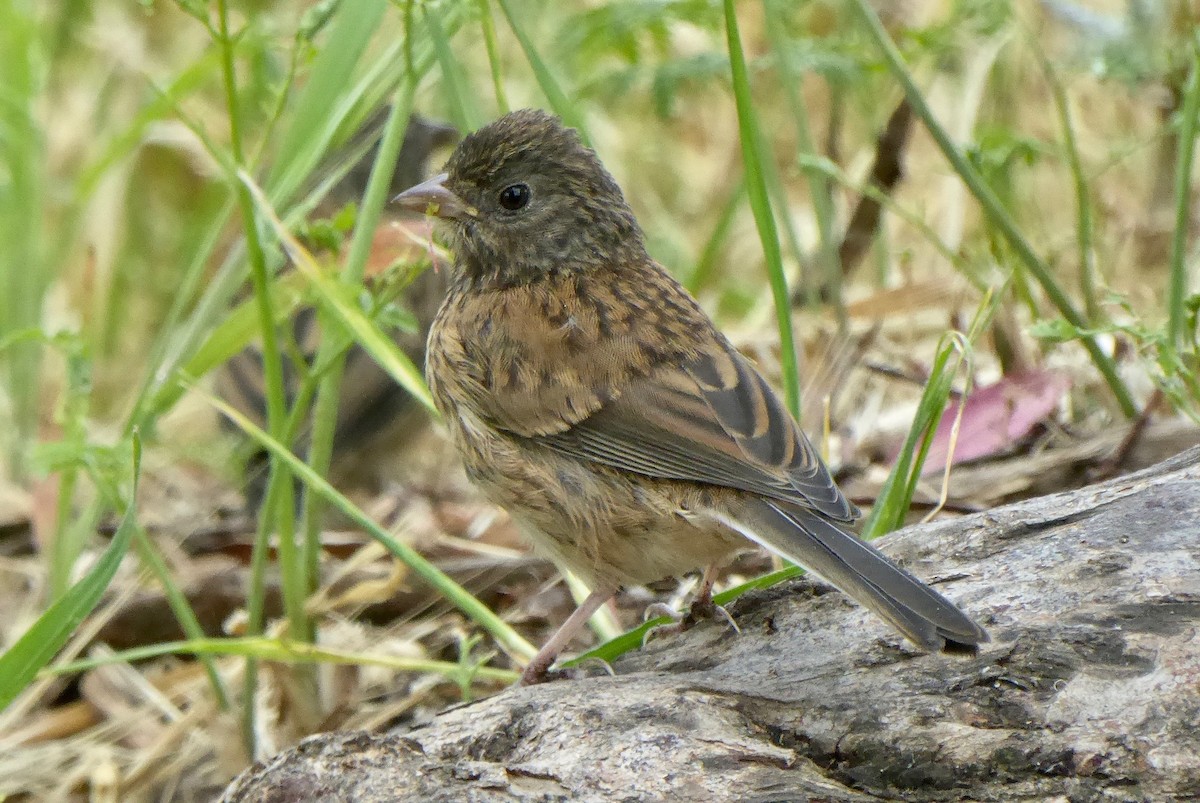 Dark-eyed Junco - ML157338191