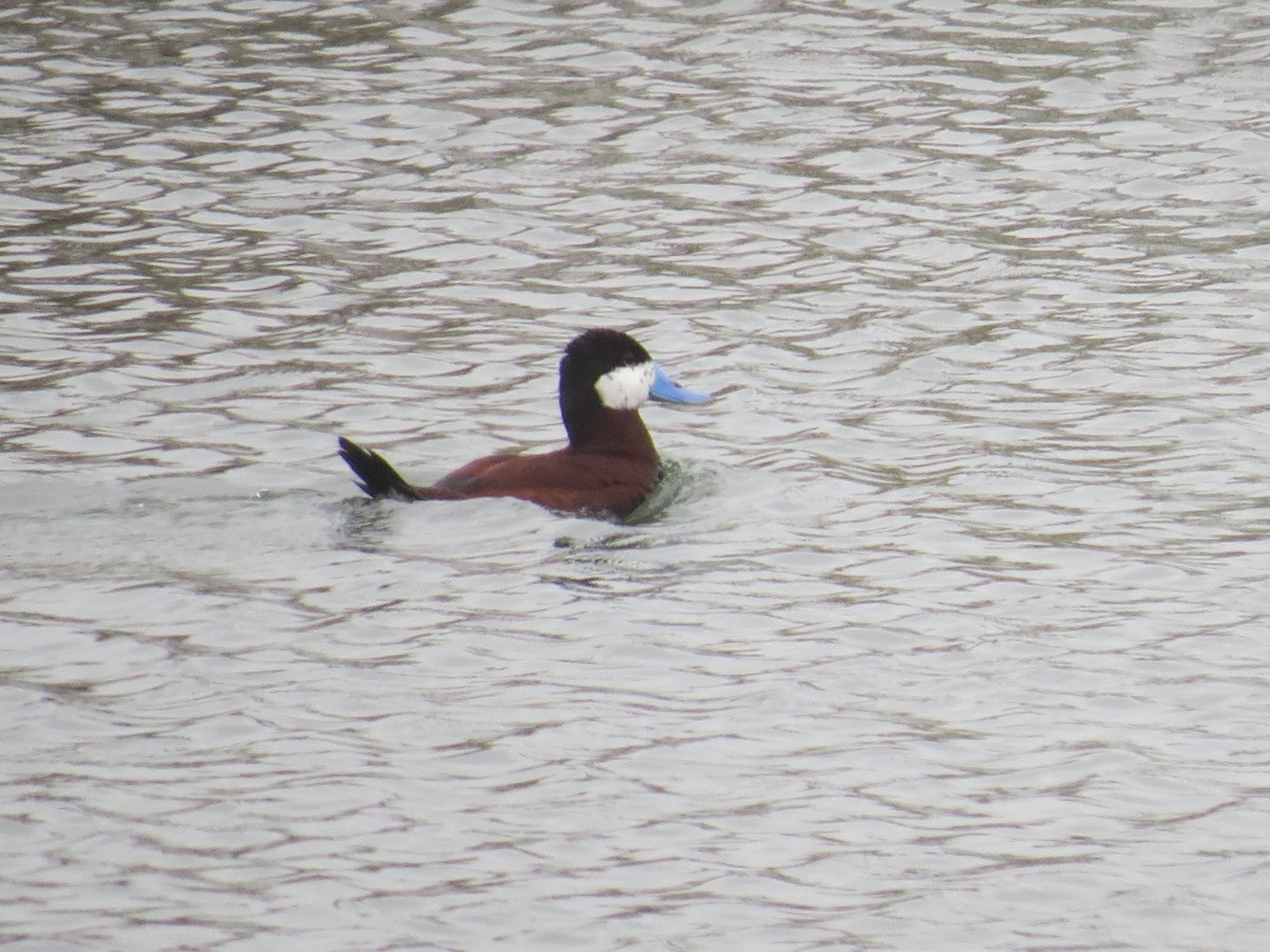 Ruddy Duck - ML157338231