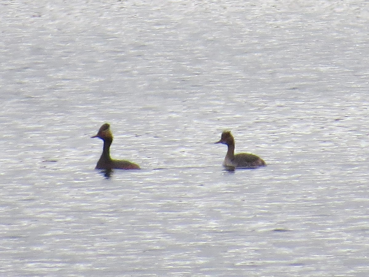 Eared Grebe - ML157338551