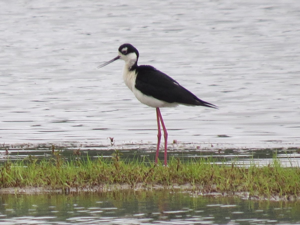 Schwarznacken-Stelzenläufer - ML157338781