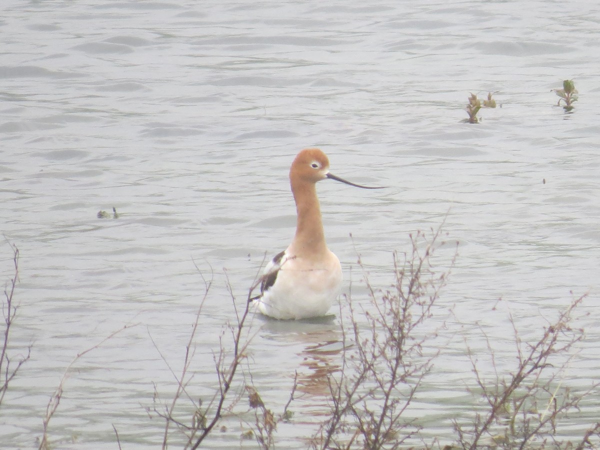 Avocette d'Amérique - ML157339321