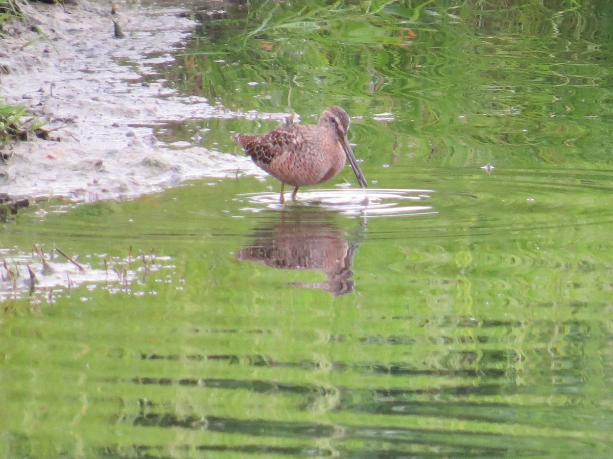 Long-billed Dowitcher - ML157340581