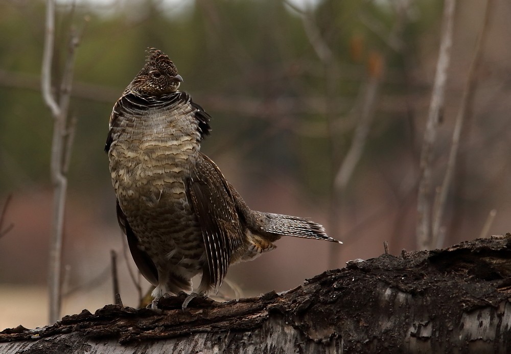 Ruffed Grouse - ML157343161