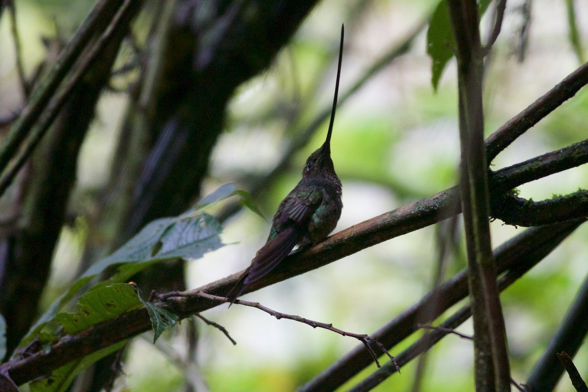 Sword-billed Hummingbird - ML157343341