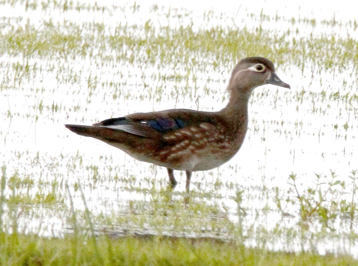 Wood Duck - Shirley Wilkerson