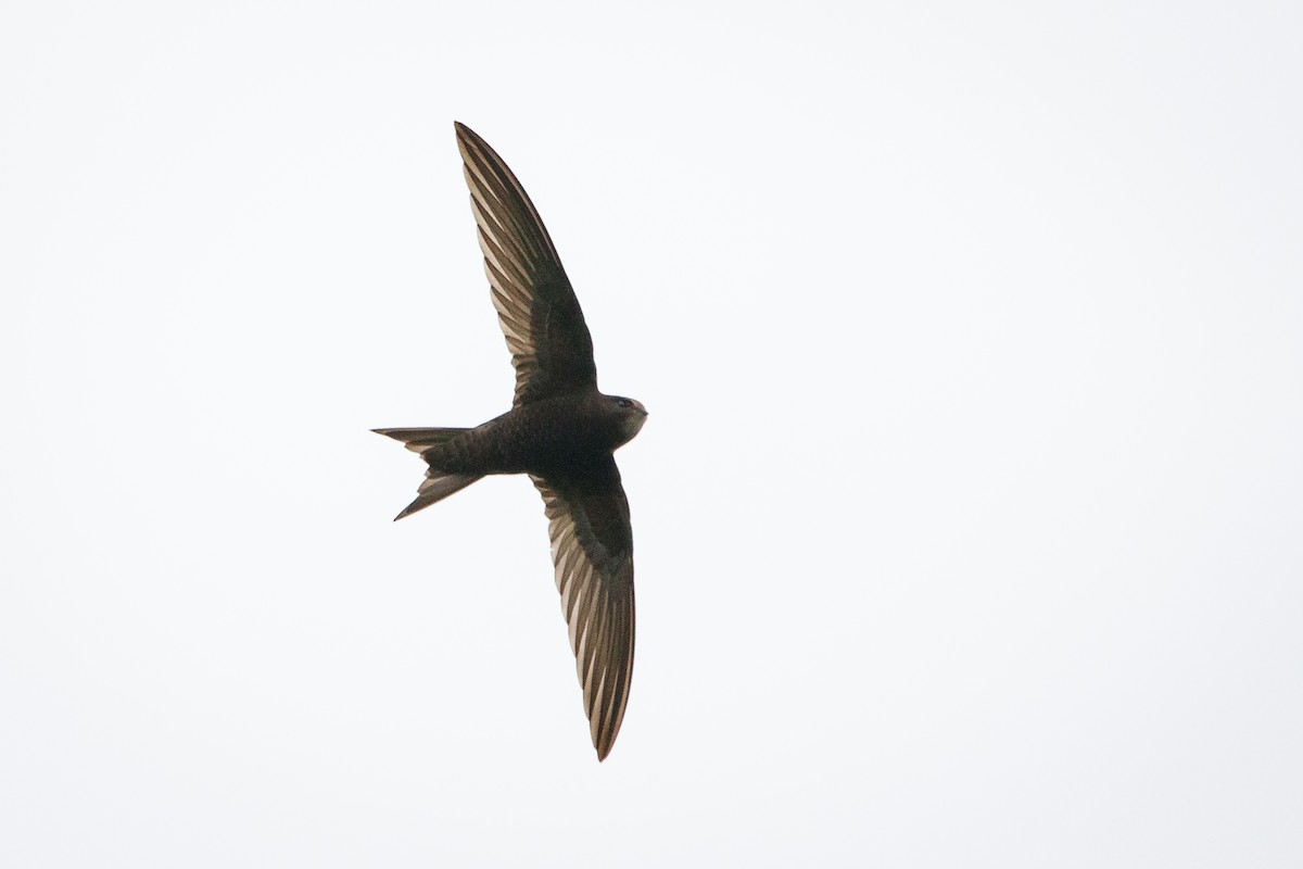 Common Swift - Alistair Walsh