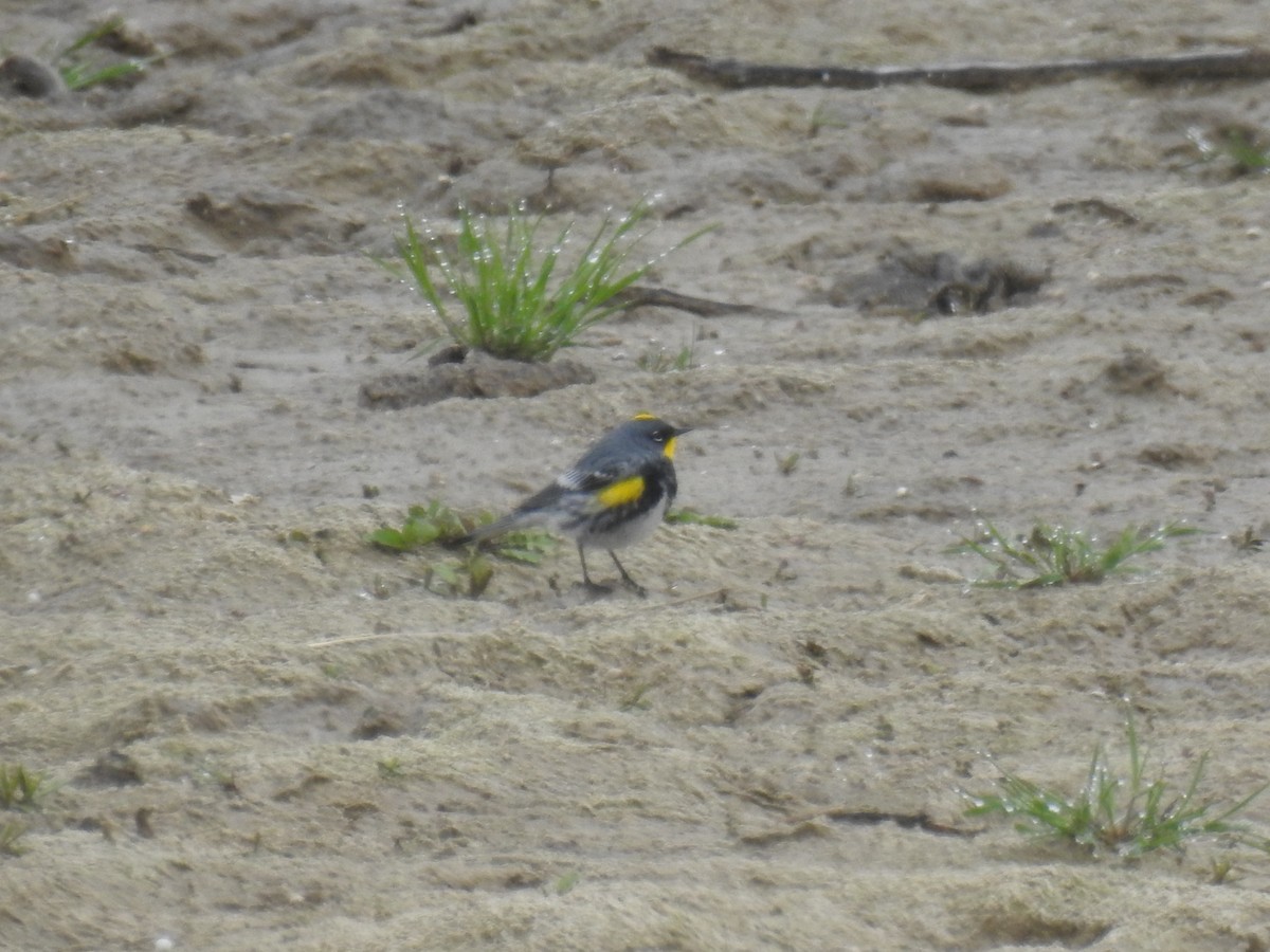 Yellow-rumped Warbler (Audubon's) - ML157346491