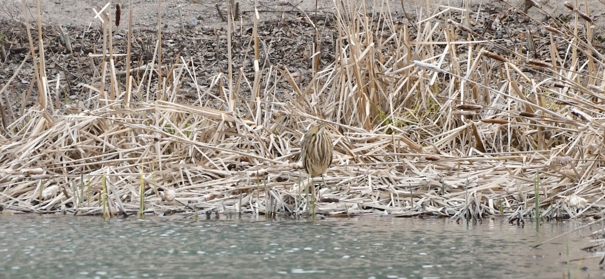 American Bittern - ML157346701