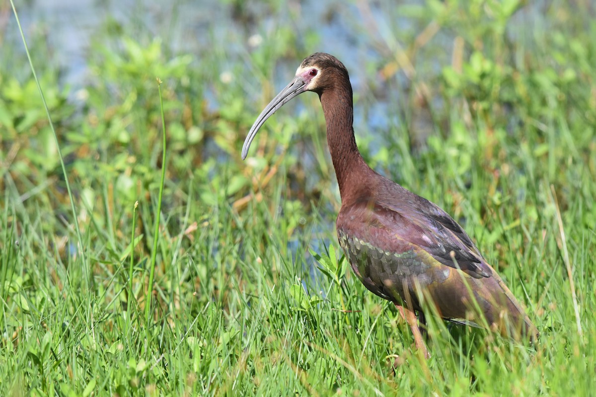 White-faced Ibis - ML157348811