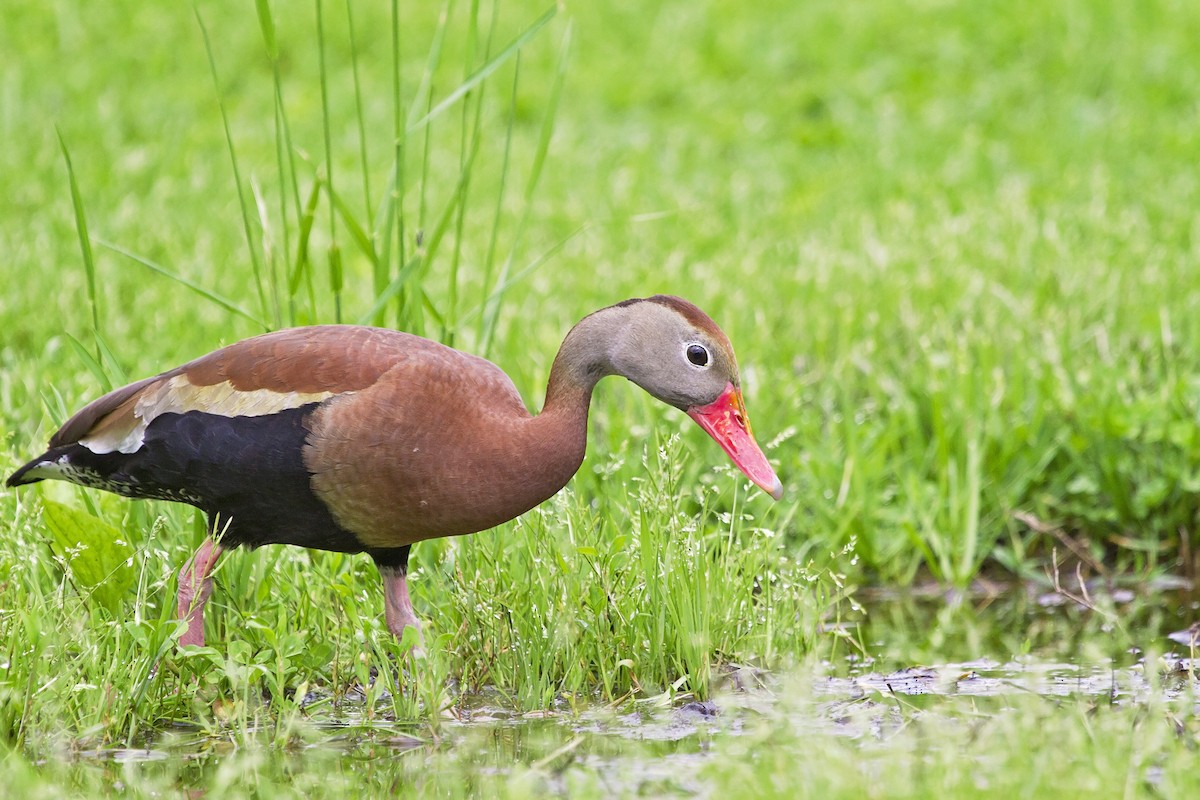 Black-bellied Whistling-Duck - ML157351891