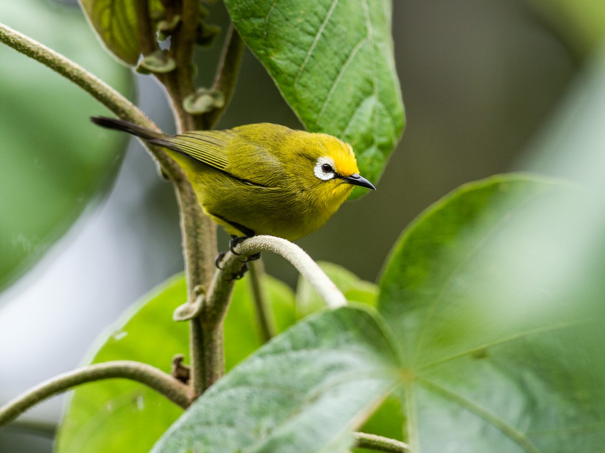 Kikuyu White-eye - Nick Athanas